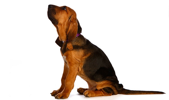 Bloodhound: Photo #10
