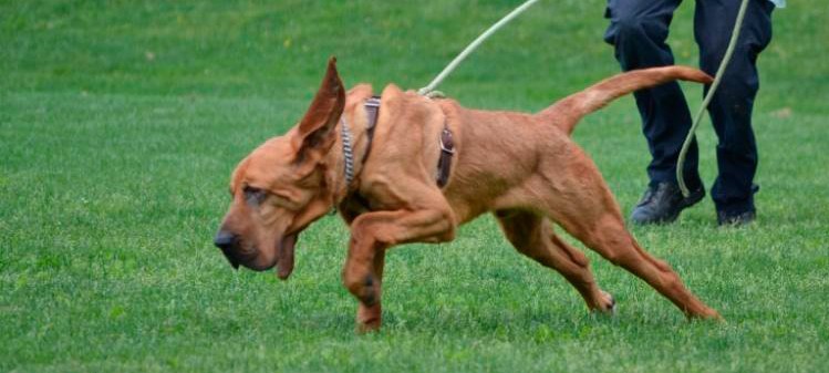 Bloodhound: Photo #11