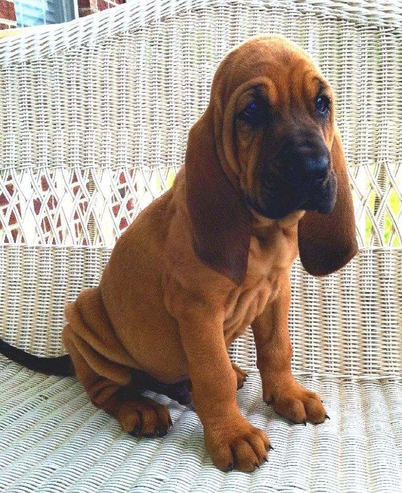 Bloodhound Information, Photos, Characteristics, Names