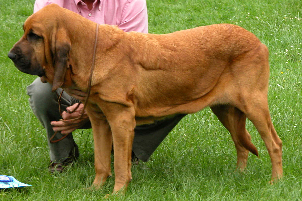 Bloodhound: Photo #3