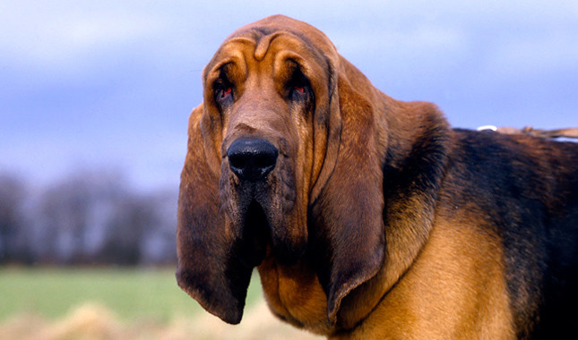 Bloodhound: Photo #4