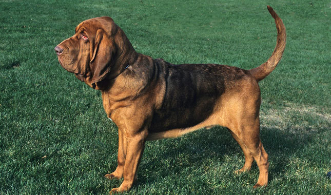 Bloodhound: Photo #6