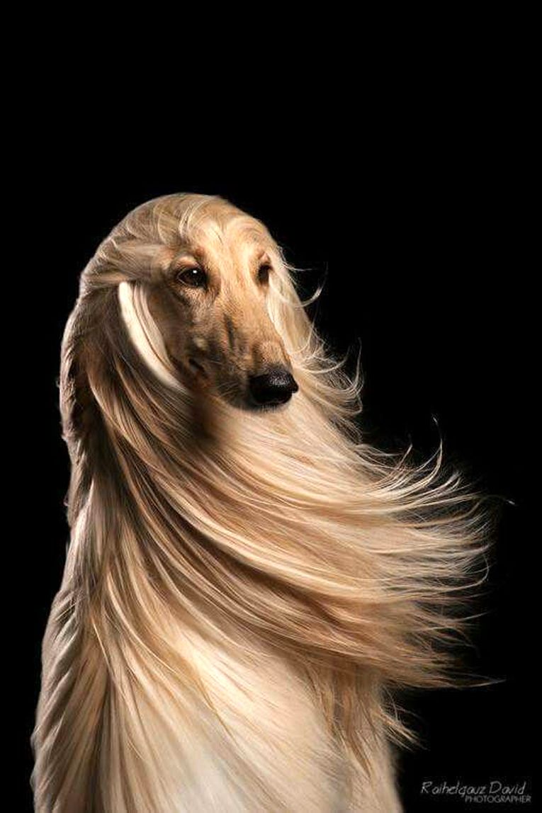 Afghan Hound Breed Information, Photos, Characteristics