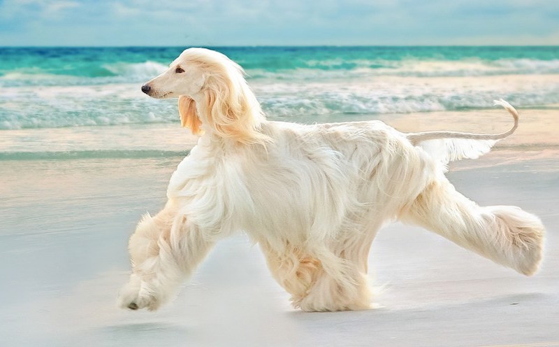 Afghan Hound - Breed Information, Photos, Characteristics ...