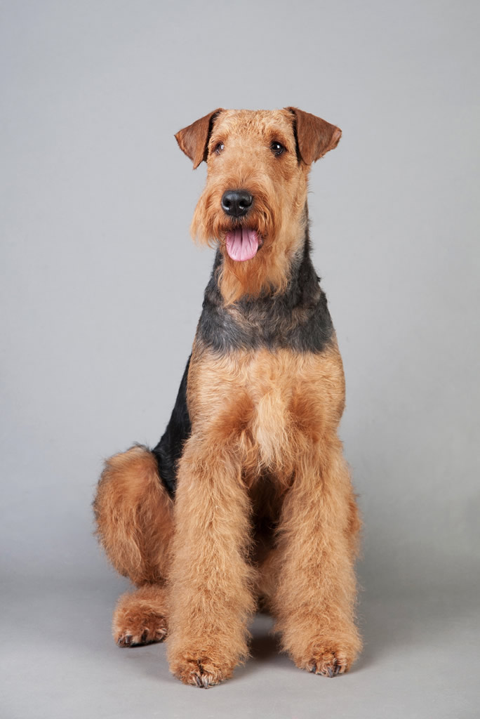 Airedale Terrier: Photo #10