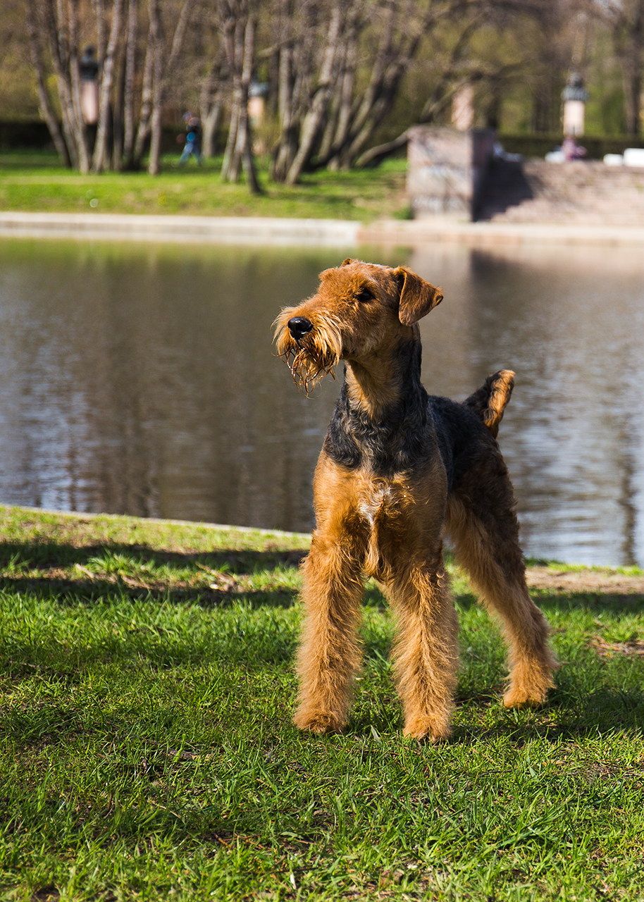 Airedale Terrier: Photo #11