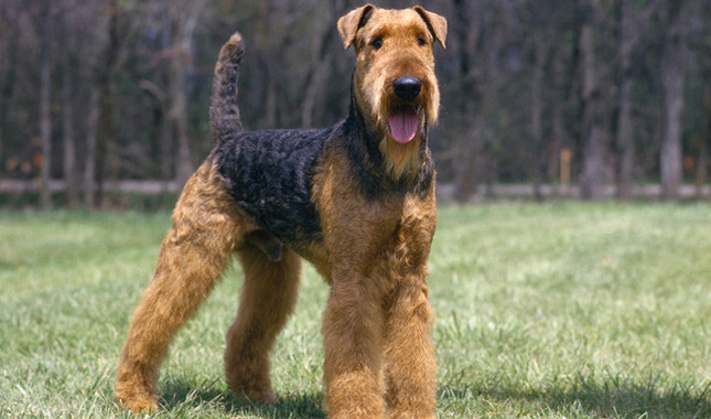 Airedale Terrier: Photo #1