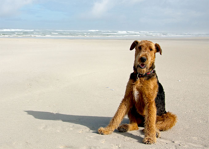 Airedale Terrier: Photo #2