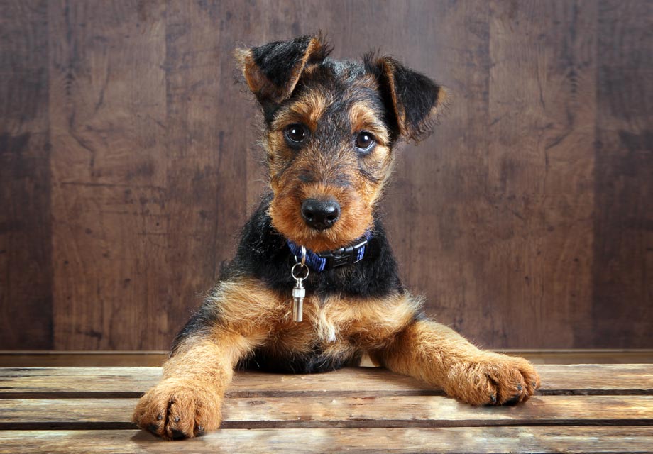 Airedale Terrier: Photo #3