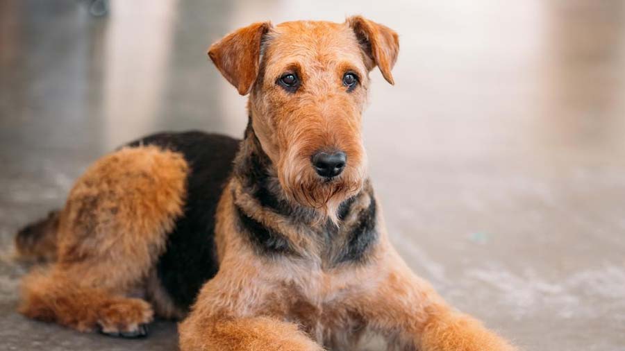 Airedale Terrier: Photo #4