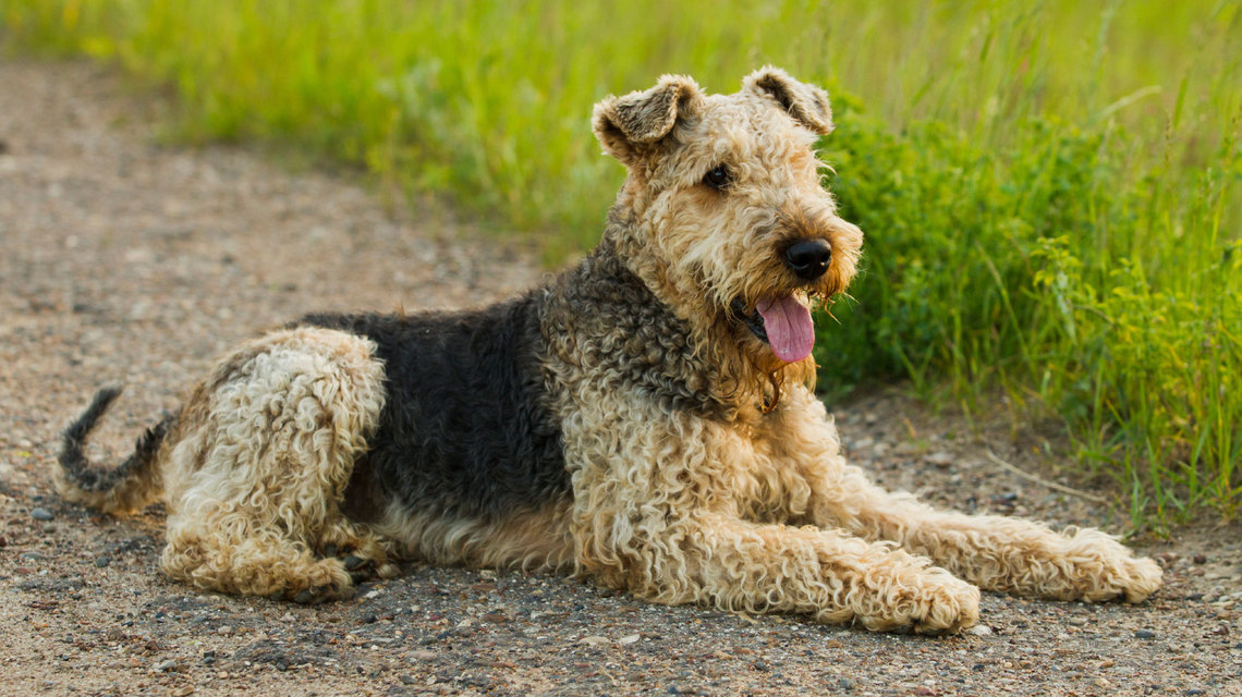 Airedale Terrier: Photo #5
