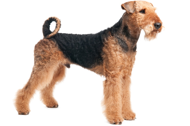Airedale Terrier: Photo #6