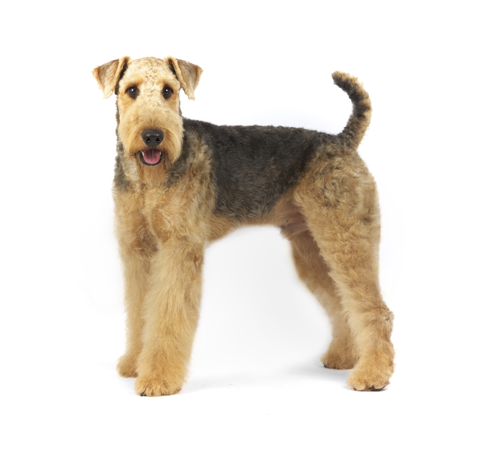 Airedale Terrier: Photo #7