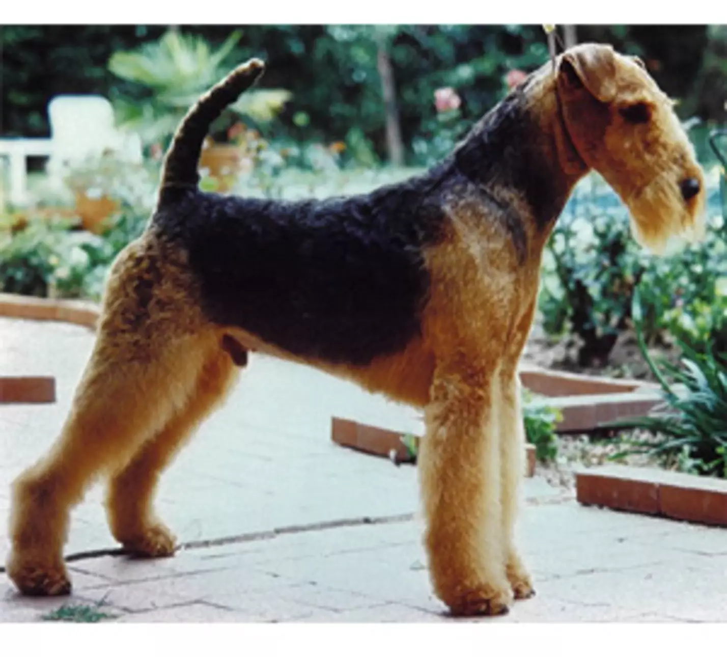 Airedale Terrier: Photo #8