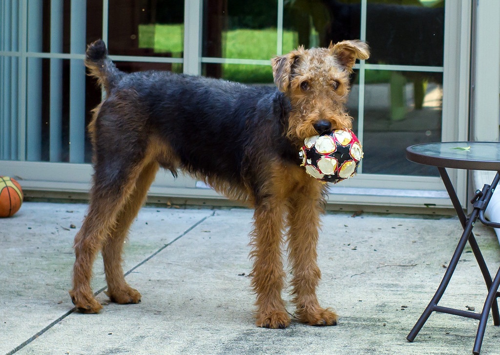 Airedale Terrier: Photo #9