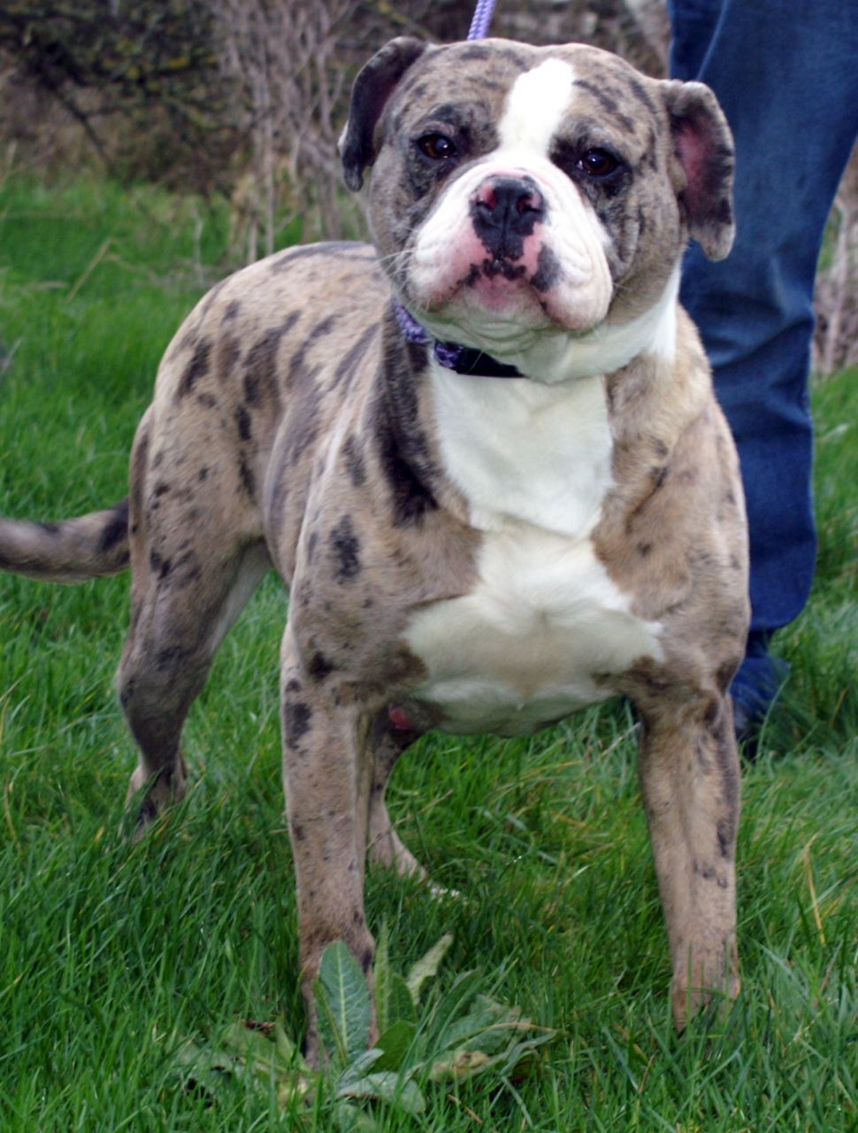 Alapaha Blue Blood Bulldog Temperament Lifespan Shedding Puppy