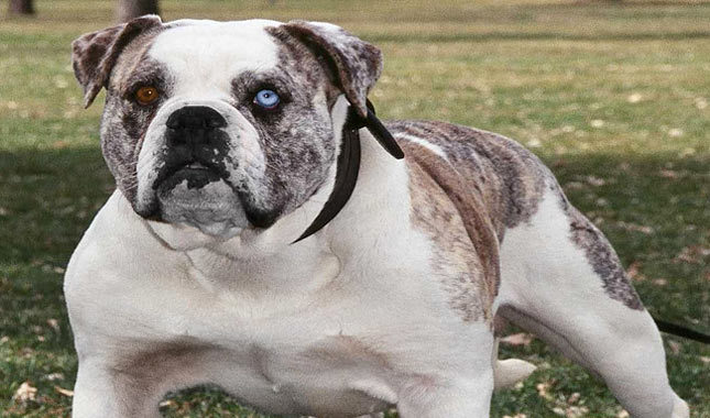 Alapaha Blue Blood Bulldog - Information, Photos ...