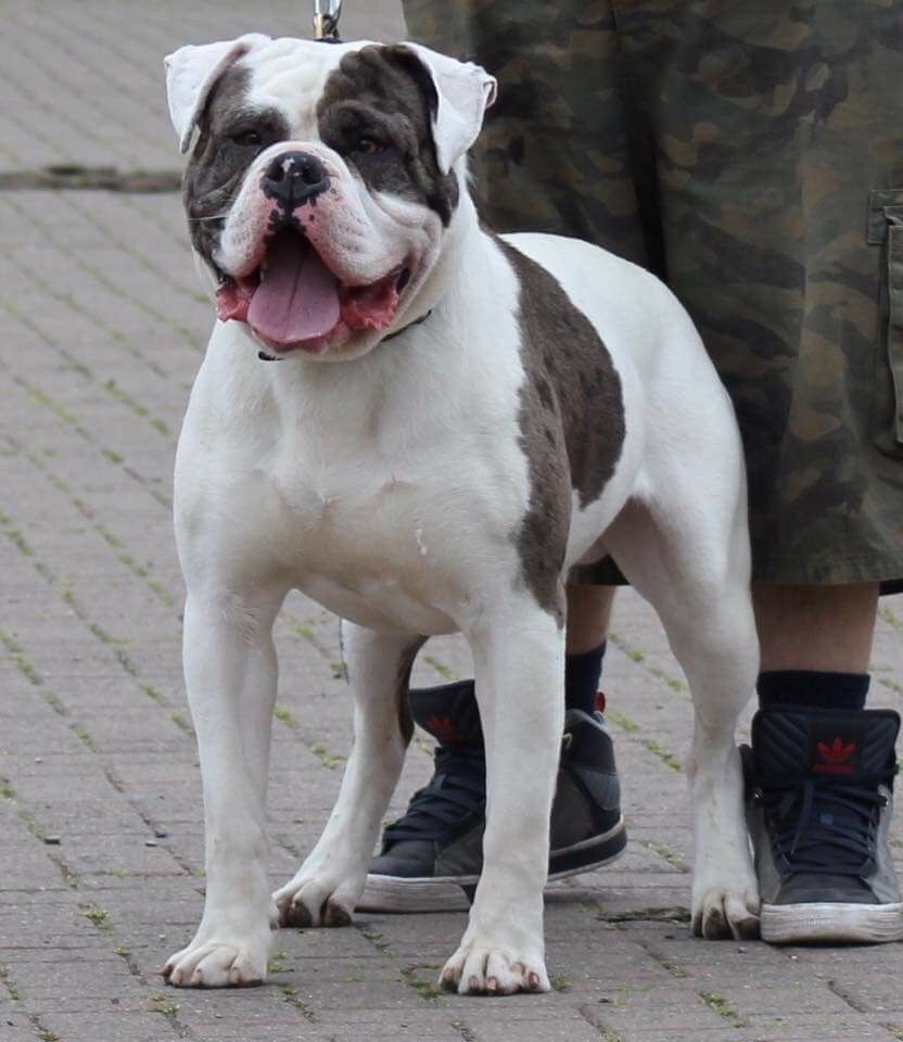 Alapaha Blue Blood Bulldog - Information, Photos ...