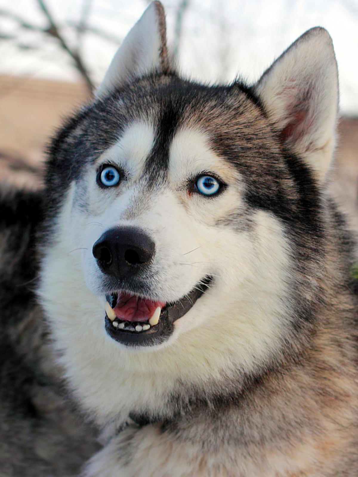 Alaskan Husky Breed Temperament Lifespan Shedding Puppy