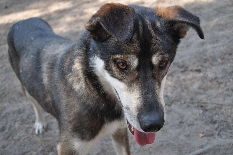 Alaskan Husky - Breed Information, Photos, Characteristics ...