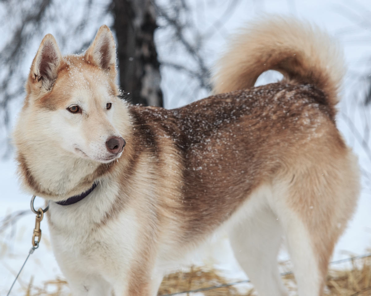 Alaskan Husky - Breed Information, Photos, Characteristics ...