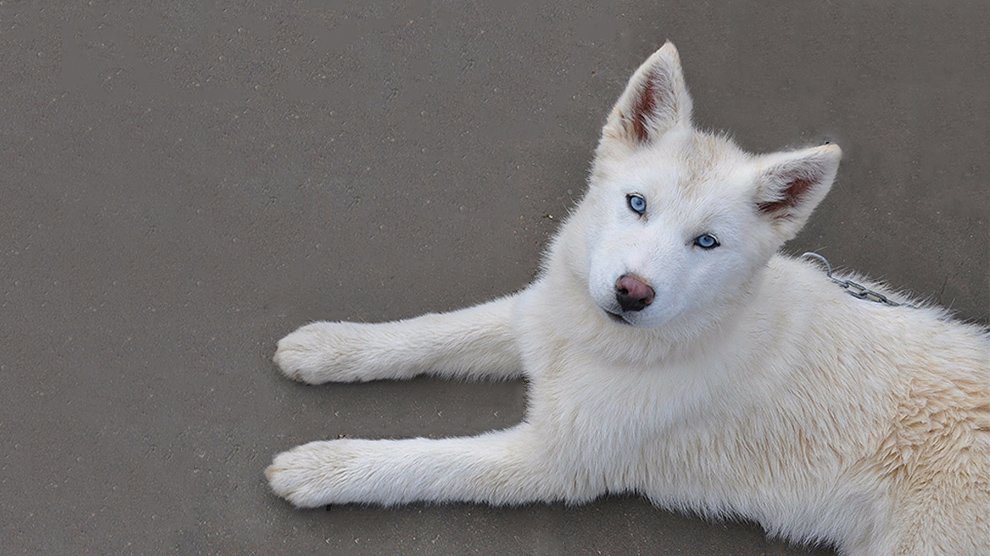 Alaskan Husky: Photo #4