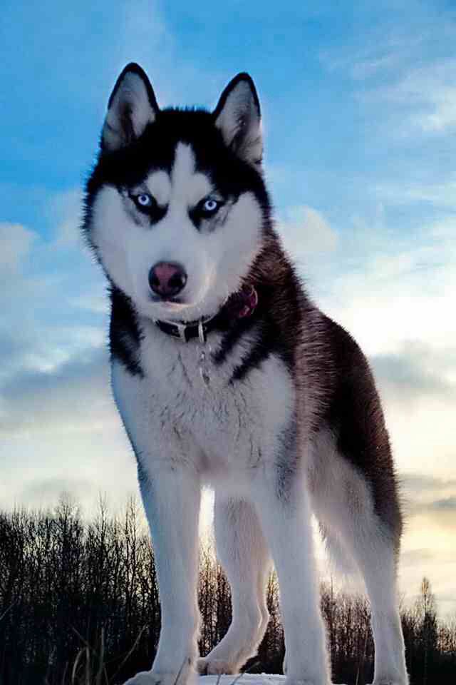 Alaskan Husky: Photo #5