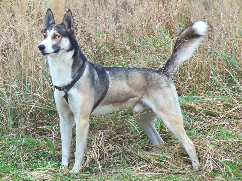 Alaskan Husky Breed Temperament Lifespan Shedding Puppy