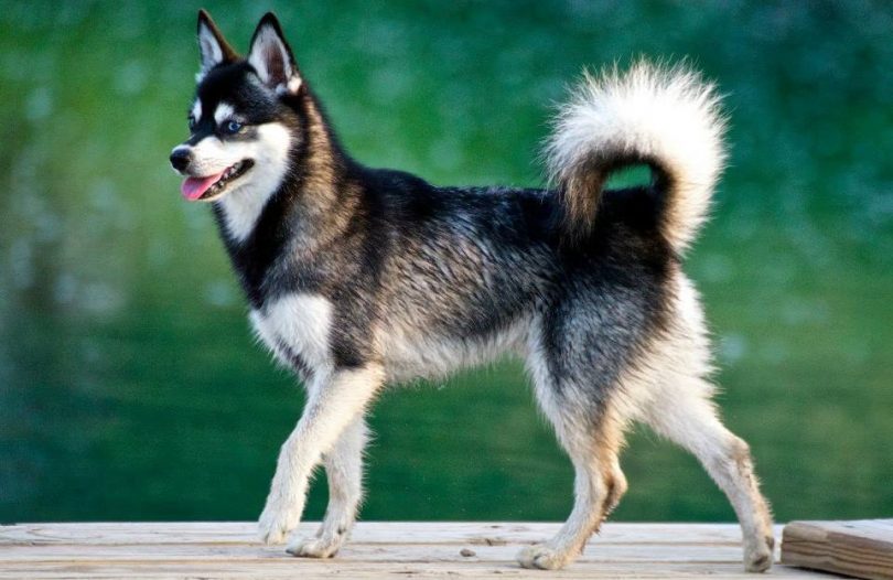 Alaskan Klee Kai - Wikipedia