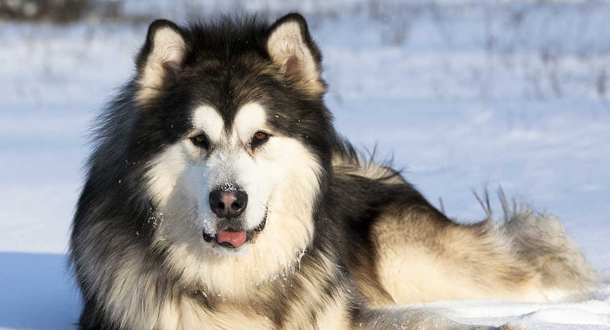 Pannello Decorativo Per Cane Alaskan Malamute 30x15 Cm | In PVC Con Protezione UV | Resistente Alle Intemperie Per Esterni E Interni
