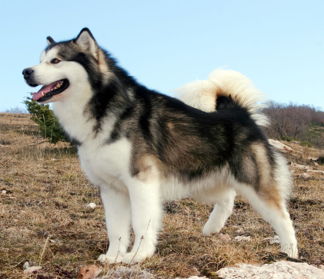 Alaskan Malamute Breed Temperament Lifespan Shedding Puppy