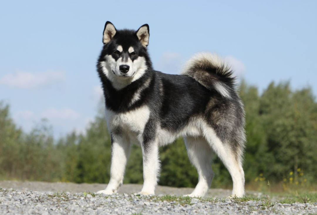 Alaskan Malamute Breed Temperament Lifespan Shedding Puppy