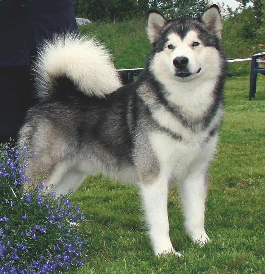 Alaskan Malamute Breed Temperament Lifespan Shedding Puppy