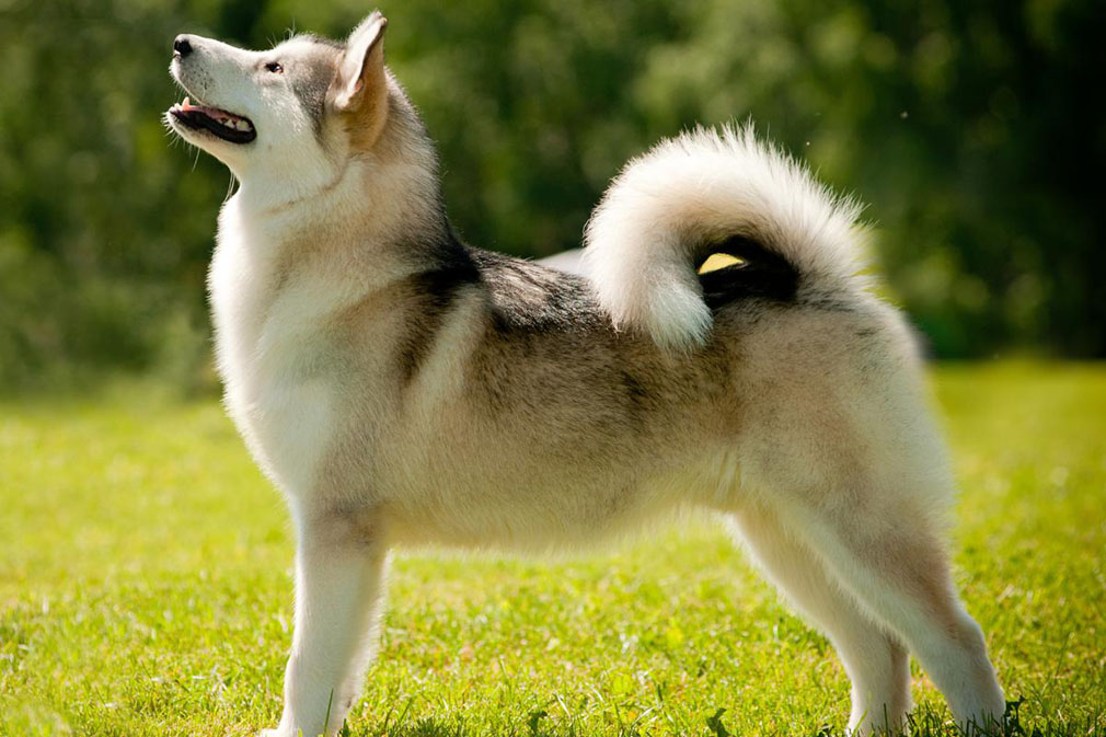 Alaskan Malamute Breed Temperament Lifespan Shedding Puppy