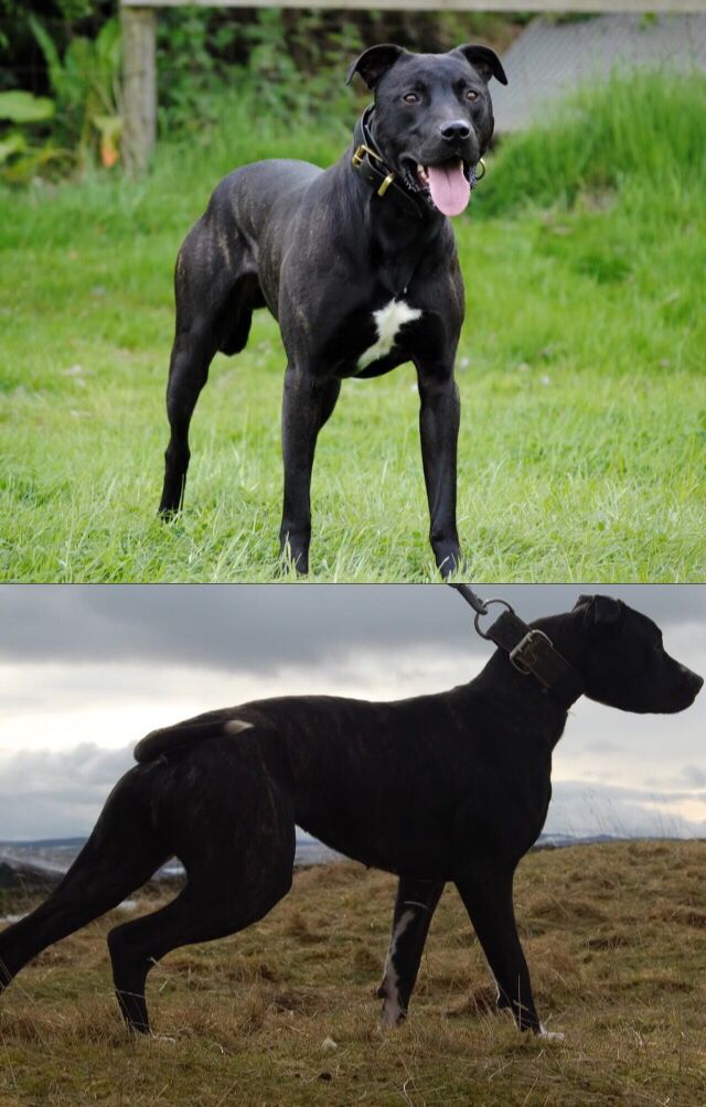 alaunt dog breed info about whats this