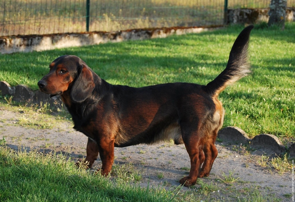 alpine dachsbracke is a mixed breed