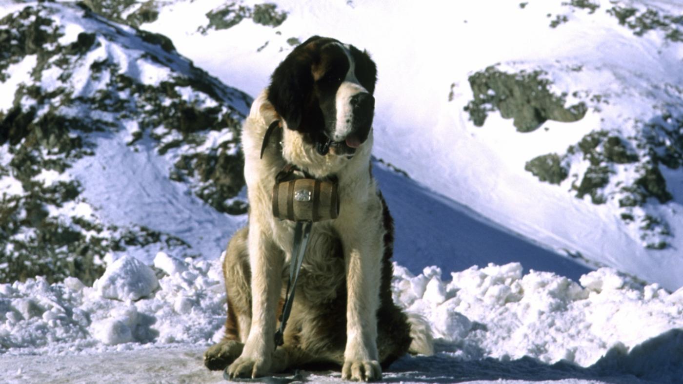 Alpine Mastiff: Photo #4