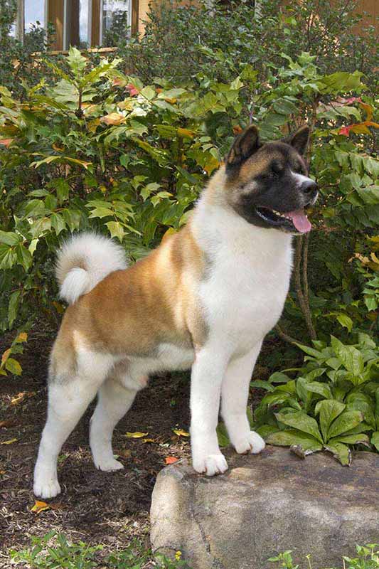 American Akita - Information, Photos, Characteristics, Names