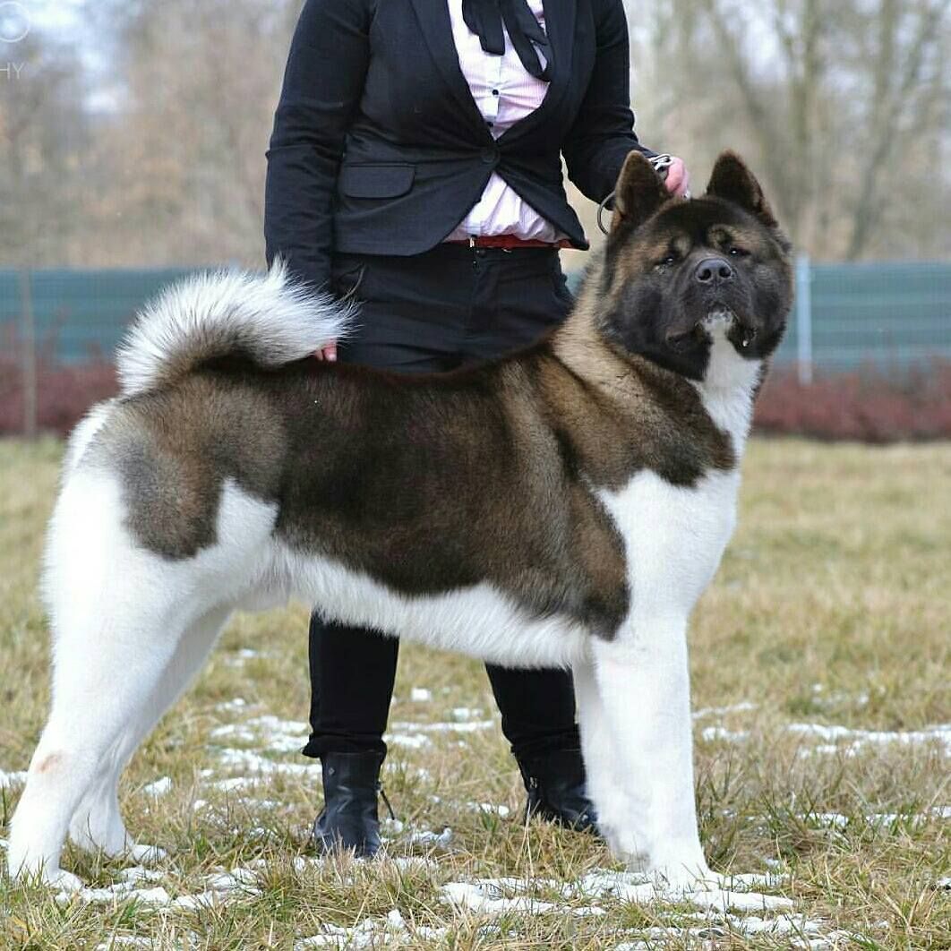 akita adult size