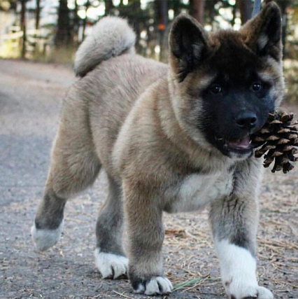 American Akita - Information, Photos, Characteristics, Names