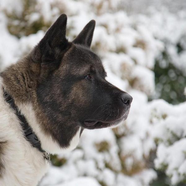 American Akita - Information, Photos, Characteristics, Names