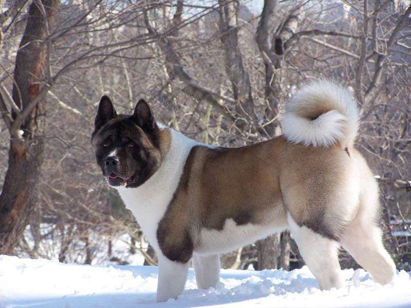 akita bear dogs