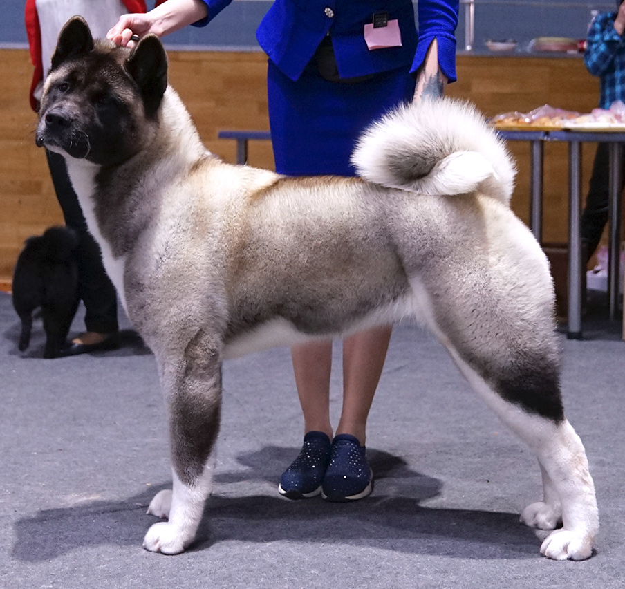 American Akita - Information, Photos, Characteristics, Names