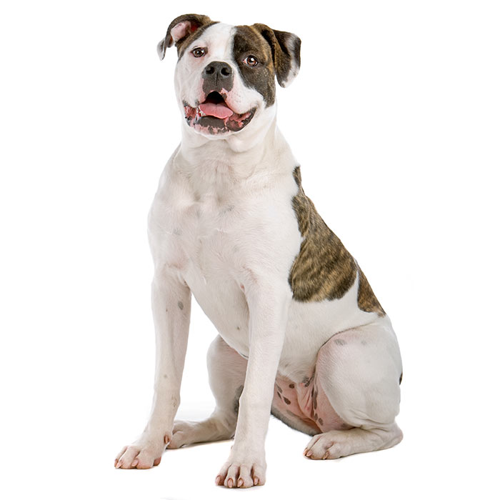 American Bulldog - Temperament, Lifespan, Shedding, Puppy