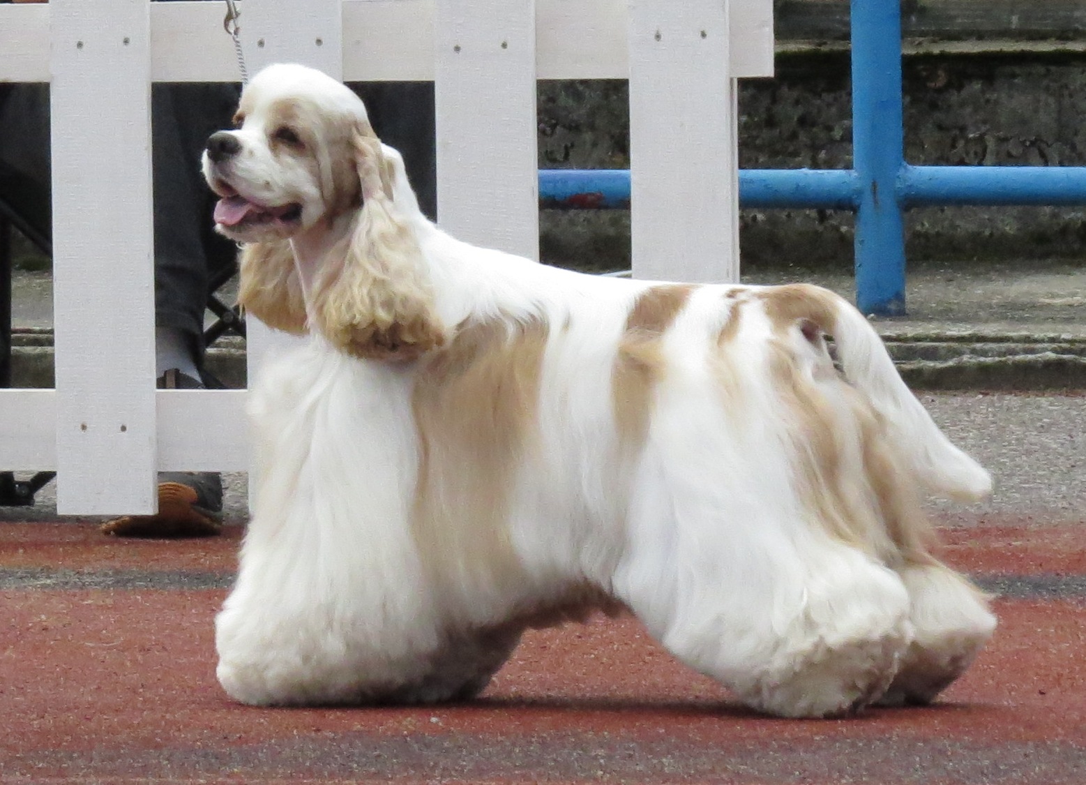 American Cocker Spaniel Breed Information Photos