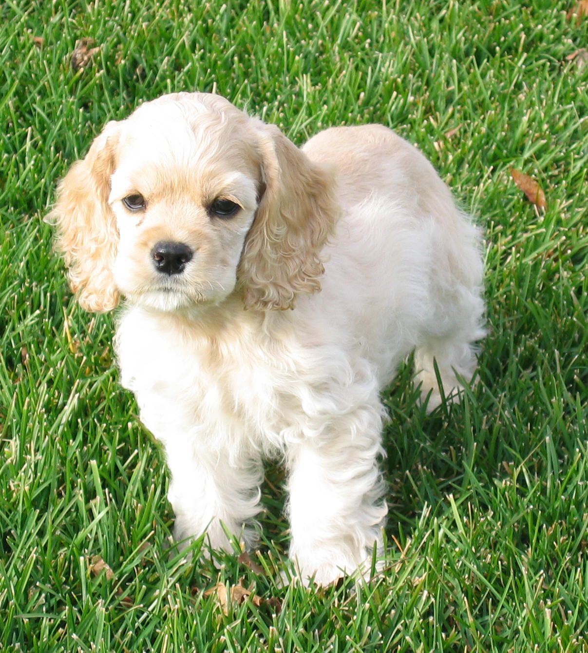 American Cocker Spaniel Photo 5 