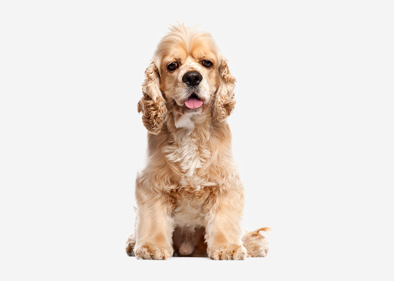 American Cocker Spaniel - Breed Temperament, Lifespan, Shedding, Puppy