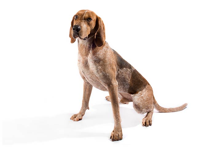 can a american english coonhound live in aland