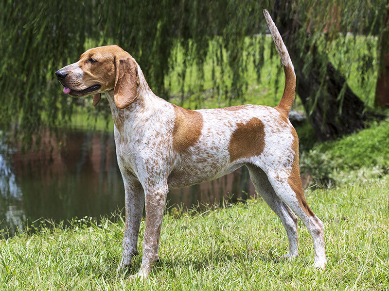 American English Coonhound: Photo #5