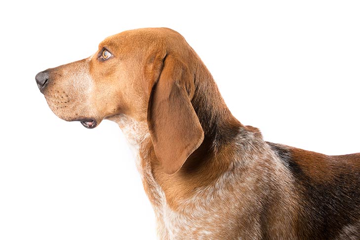 American English Coonhound: Photo #7